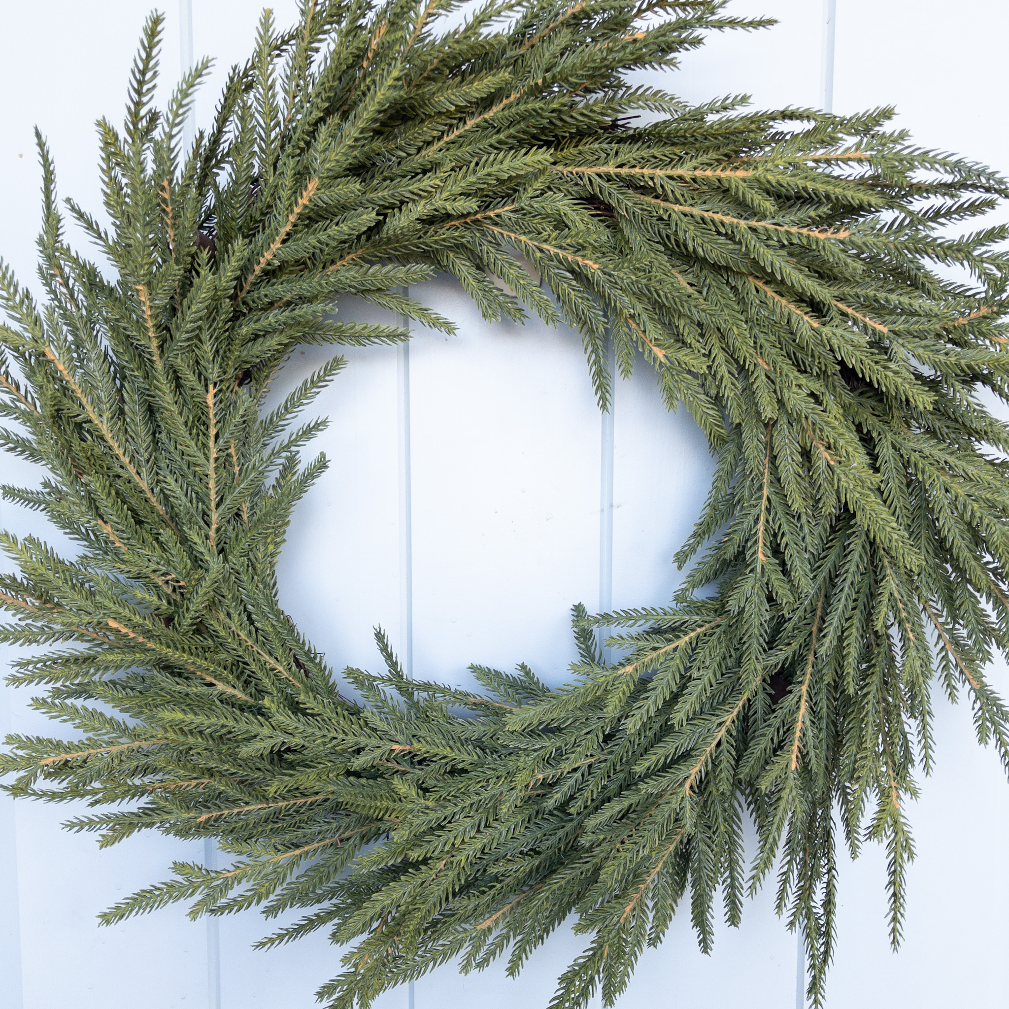 Norfolk Pine - Image 4